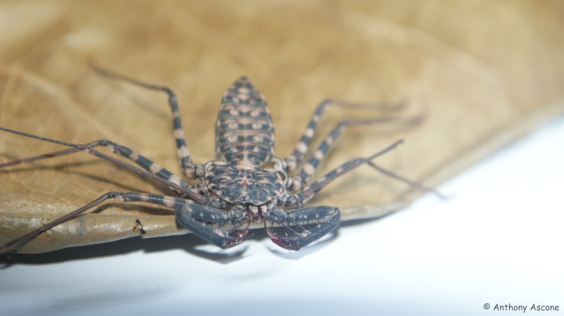 Amblypyge Dsc07917