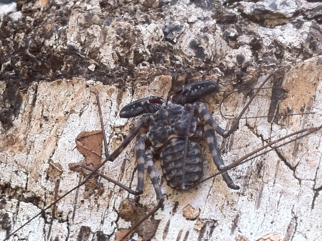 Amblypyge Img_0713