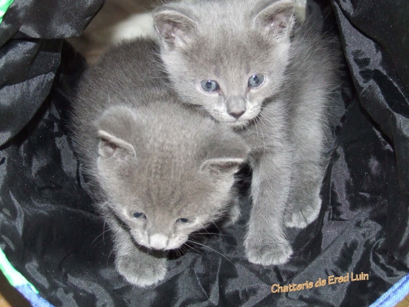 Chatons de Ered Luin 2009 21-12-11