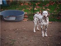 Prunelle, femelle dalmatienne cherche une nouvelle famille Prunel11