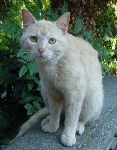 Trouve Chat Roux Clair Plaisance La Salvetat St Gilles