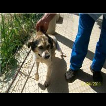 trouvée femelle epagneul beagle tricolore 8/4/11 MARTIGUES 13 22048_10
