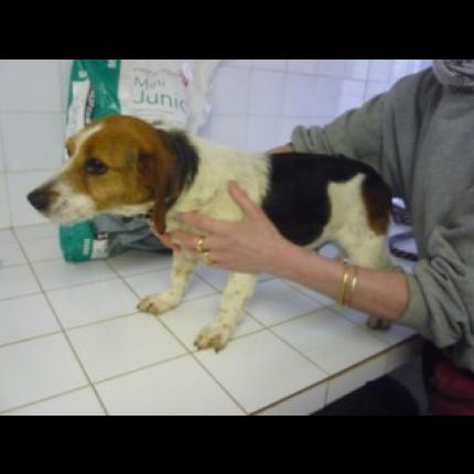 (Adoptée) trouvée femelle beagle tricolore 17/4/11 GRANS 13 22264_10