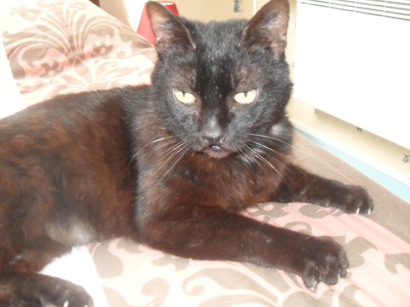[Sauvetage] Boucan, chat ronronneur noir Sdc15314
