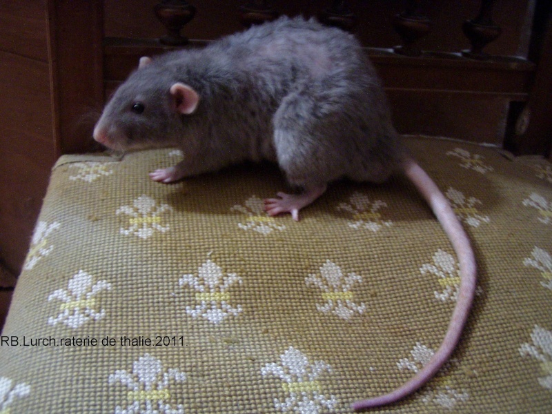 Les rats hollandais disponibles  Rats_111