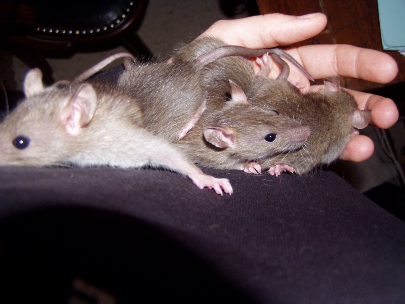 (81) restent 2 femelles:ERT Péziza & RB.S'poir Rats_116