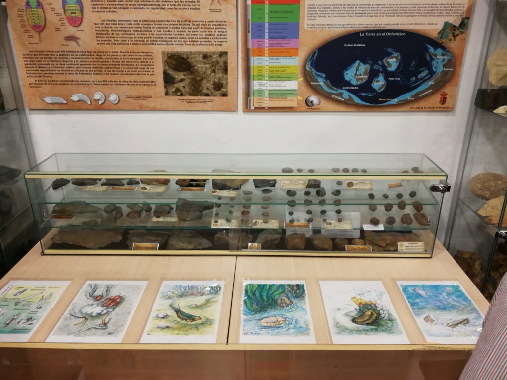 Exposición permanente de los fósiles de los Montes de Toledo en San Martín de Montalbán Img-2016