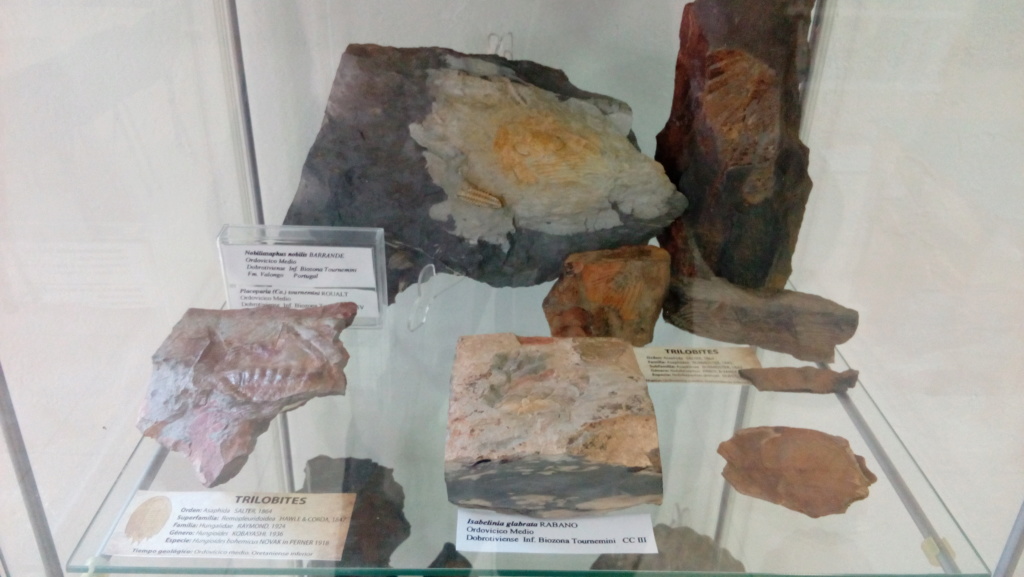 Exposición permanente de los fósiles de los Montes de Toledo en San Martín de Montalbán Img_2023