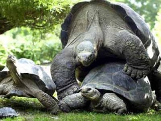 La tartaruga piu' grande del mondo Ap000710