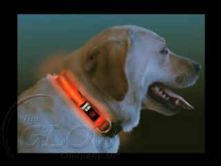Collarino luminoso elettronico per cani e gatti Night11