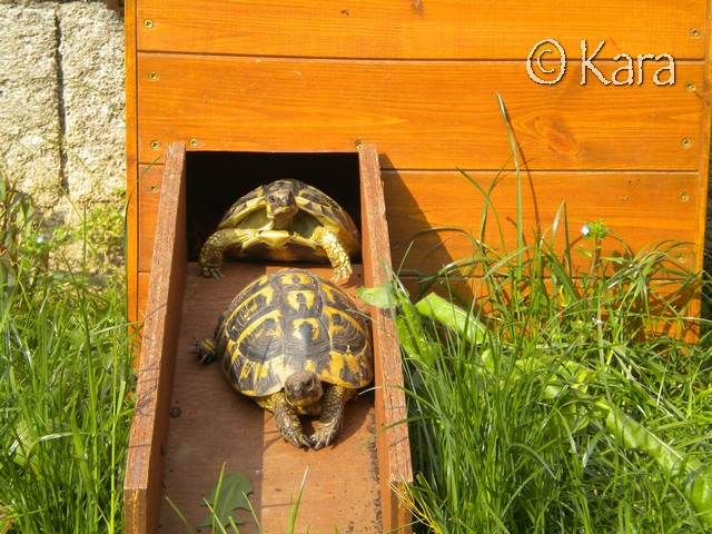 Quelle compagnon pour une Graeca Nabeulensis mâle? Image055