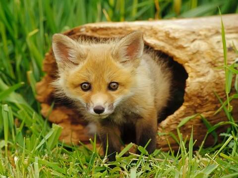 Joyeux Anniversaire Doc Renard Joyeux Anniversaire Doc Renard