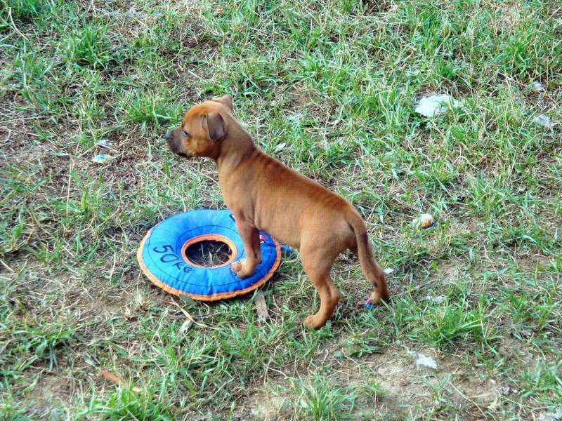 FAST AND CURIOUS DE KARYSHA dit FAST (staffie)  Dsc03115