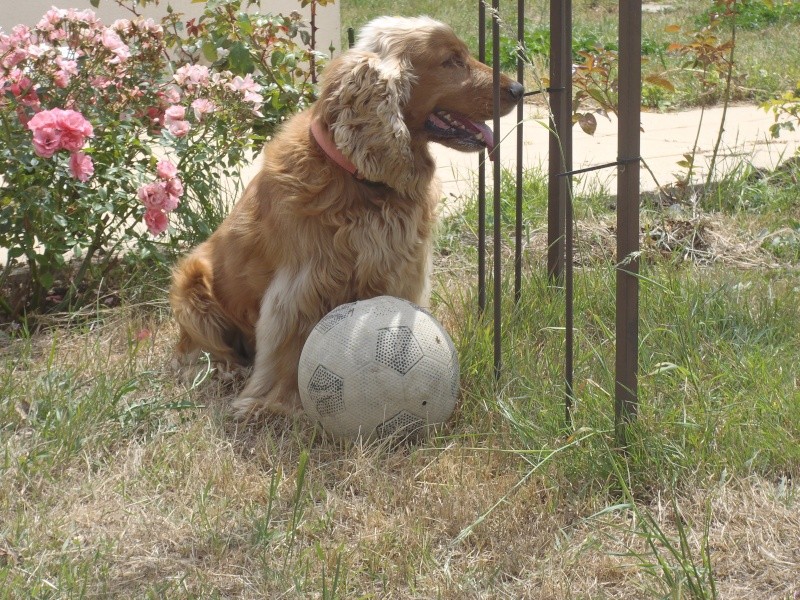 caramel cocker golden male 5 ans region parisienne - Page 4 P6110310