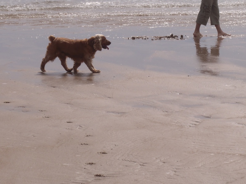 caramel cocker golden male 5 ans region parisienne - Page 4 P6110410