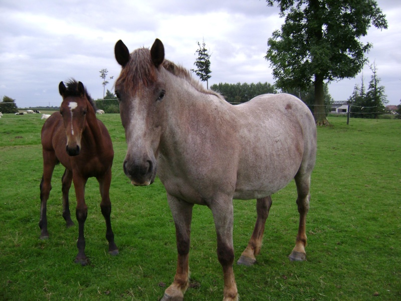 Orlane, jument demi-trait (ADOPTEE) Dsc02911