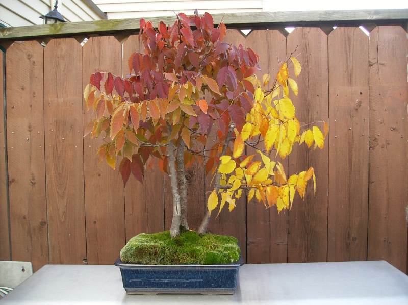 Show the Autumncolour from your bonsai - Page 2 Hpim1511