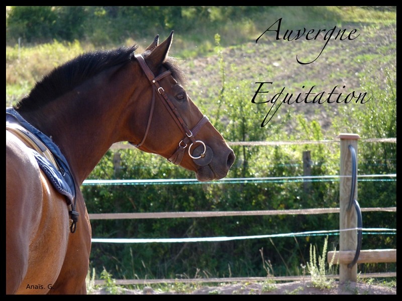 Auvergne equitation