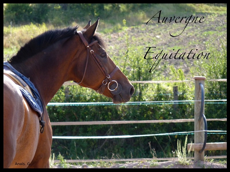 Auvergne equitation