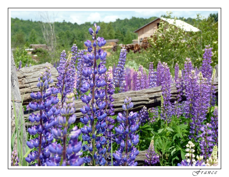 Le temps des Lupins..... Lupins11