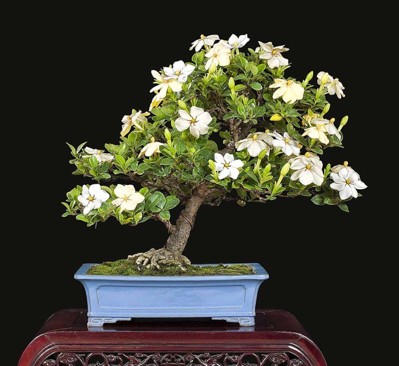 A Summer Display of Bonsai and a Viewing Stone by William N. Valavanis Garden10