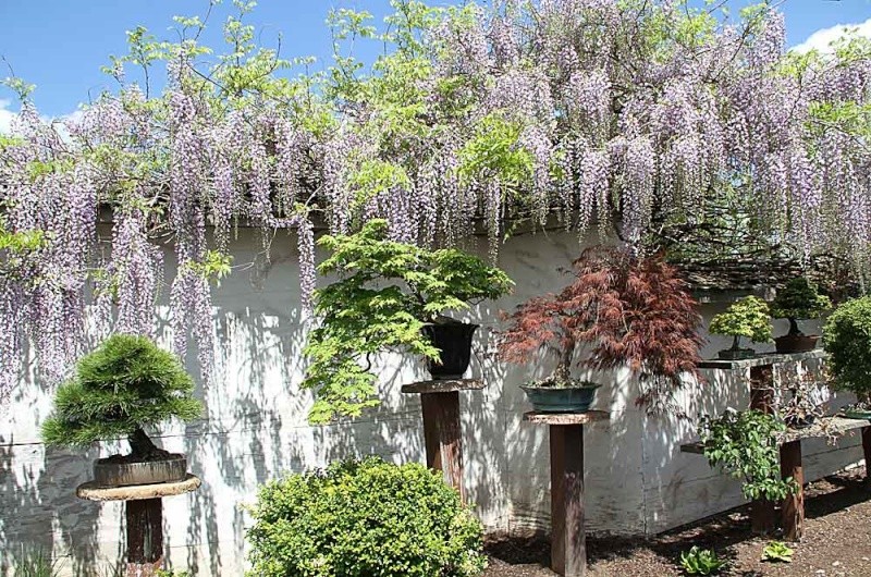 38TH UPSTATE NEW YORK BONSAI EXHIBITION Intern10