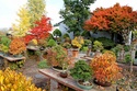 Show the Autumncolour from your bonsai - Page 2 Autumn11