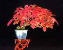 Show the Autumncolour from your bonsai - Page 2 Boston10