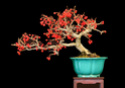 Show the Autumncolour from your bonsai - Page 2 Crabap10