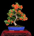 Show the Autumncolour from your bonsai - Page 2 Fireth11