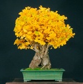 Show the Autumncolour from your bonsai - Page 2 Ginkgo10