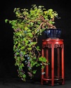 Show the Autumncolour from your bonsai - Page 2 Porcel10