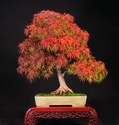 Show the Autumncolour from your bonsai - Page 2 Sharps10