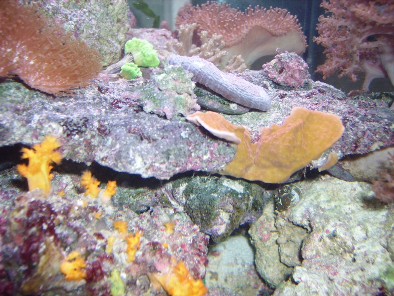 Mon Nano Reef Copie_32