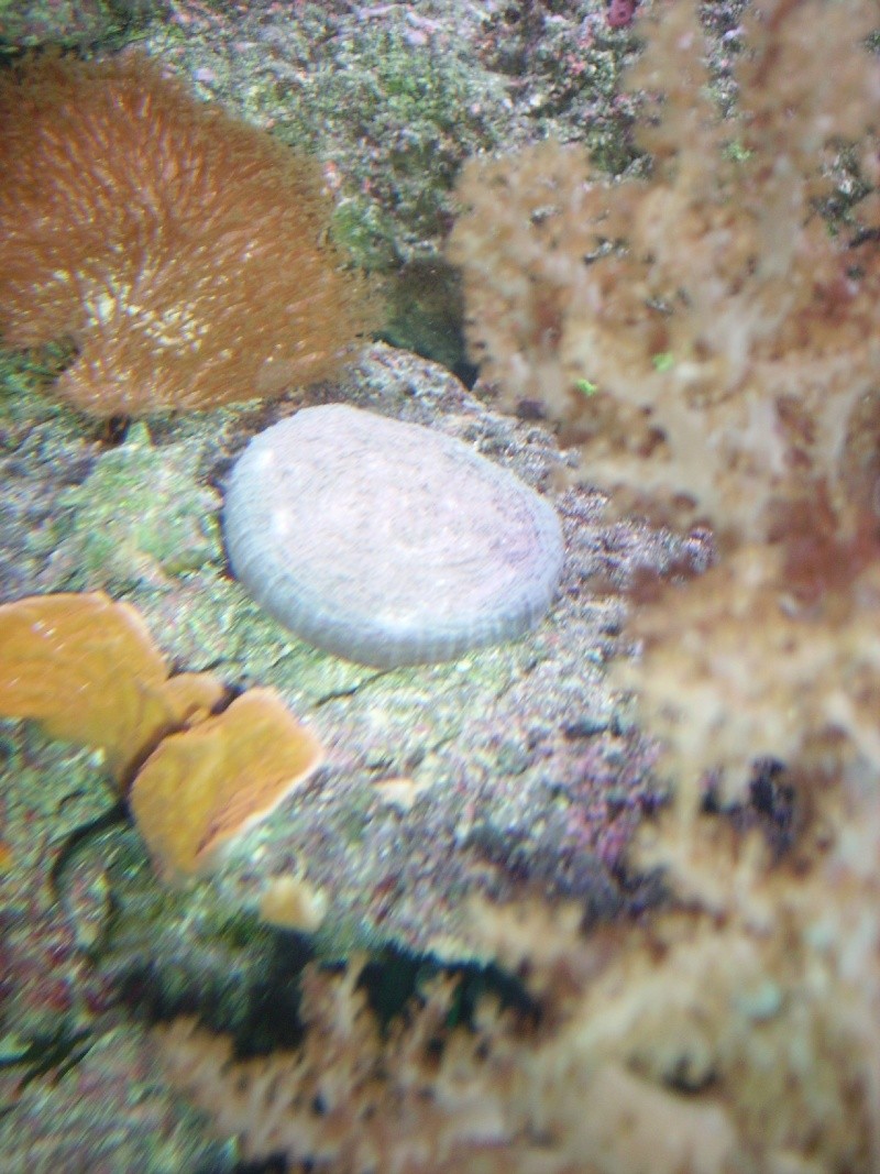 Mon Nano Reef Copie_34