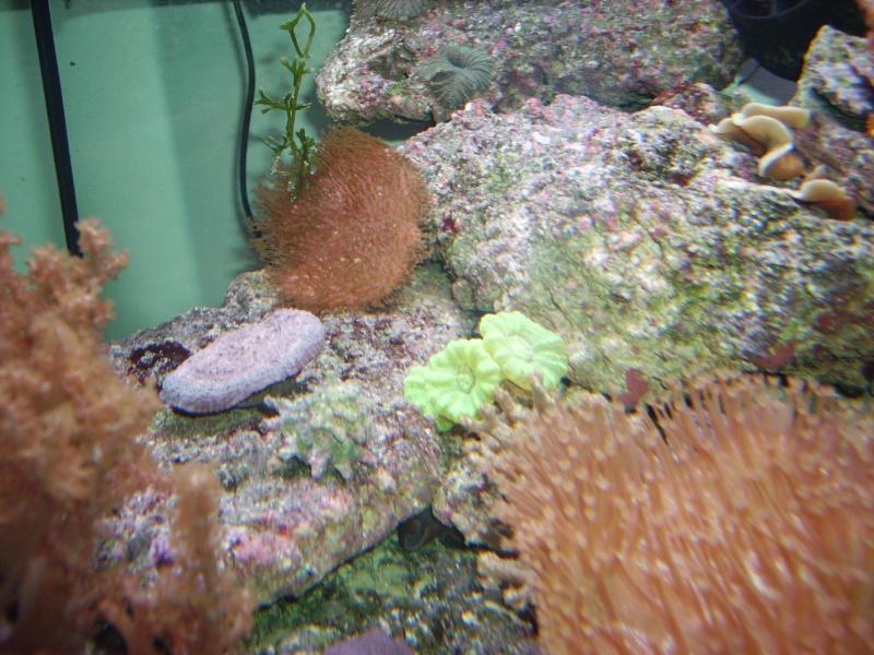 Mon Nano Reef Copie_36
