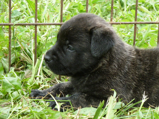 Les photos des chiots de Vicky et Bella P1020724