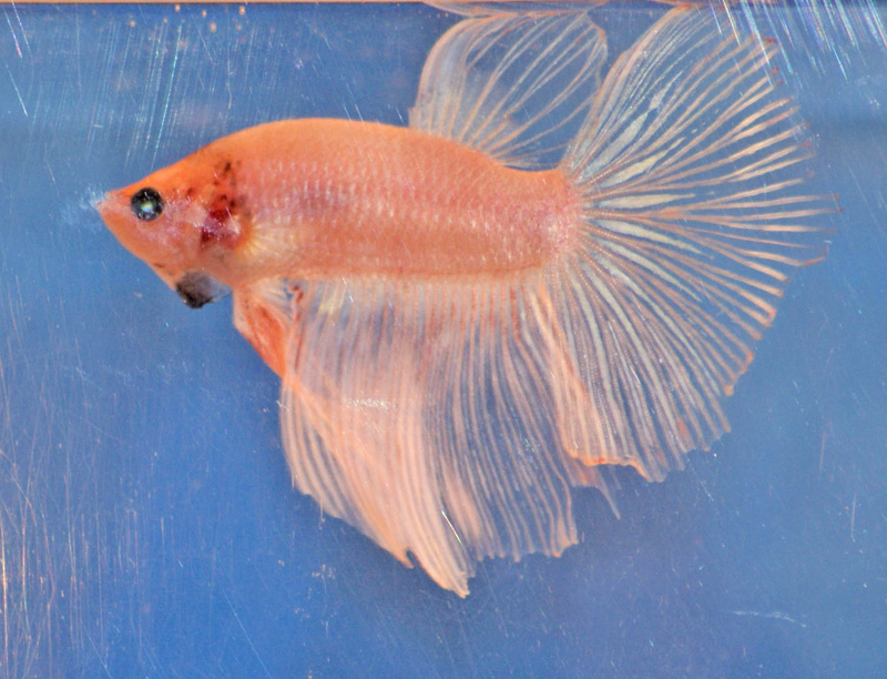 HM pastel x HM white platinum Male_p10