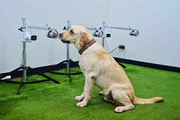 Covid-19: des chiens renifleurs dès cet été en France, espère le ministère de la Santé 60a90910