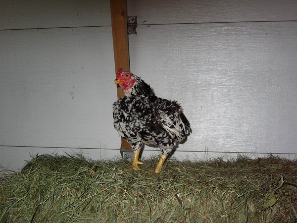 Trio de Cornish bantam Poules10