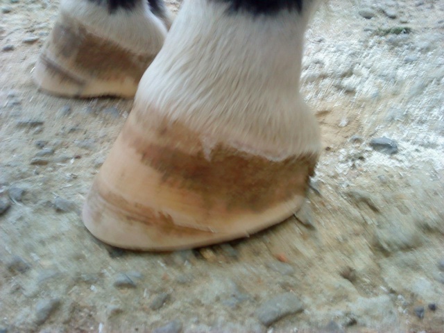 Philou: cheval pieds nus (photos) - Page 3 Abcd0105