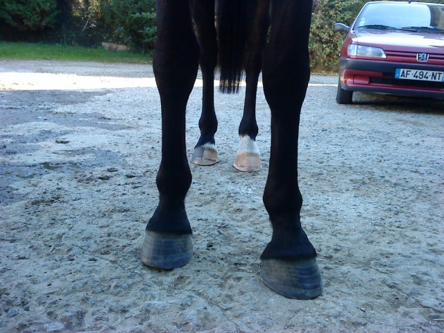 Philou: cheval pieds nus (photos) - Page 3 Abcd0136