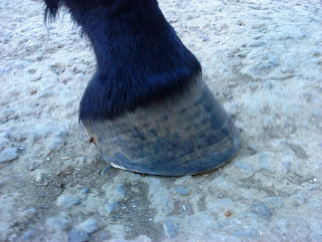 Philou: cheval pieds nus (photos) - Page 3 Abcd0148