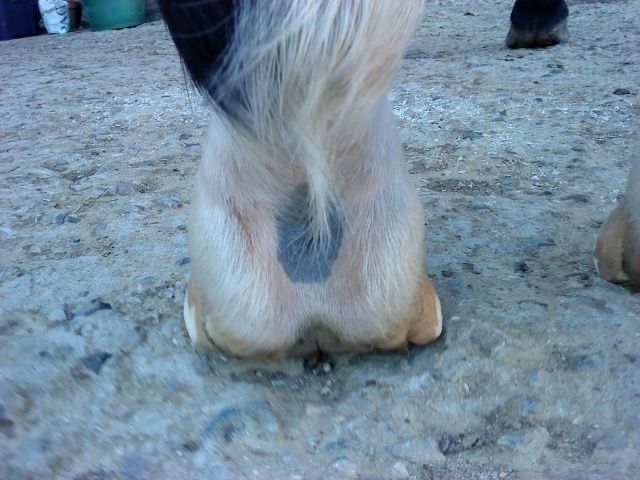 Philou: cheval pieds nus (photos) - Page 3 Abcd0155