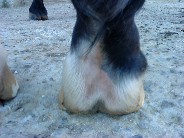 Philou: cheval pieds nus (photos) - Page 3 Abcd0161