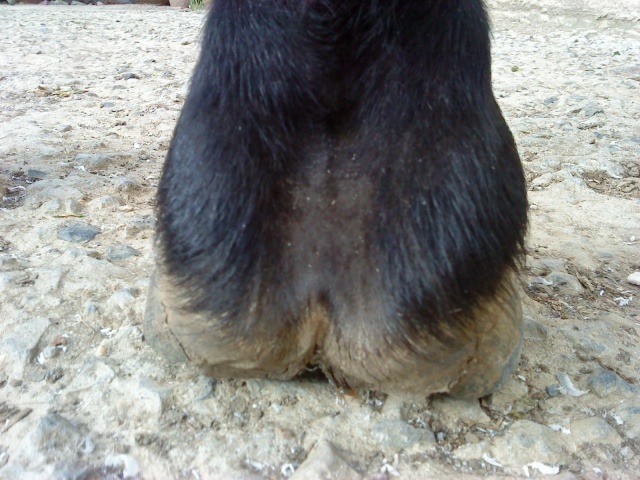 Philou: cheval pieds nus (photos) - Page 4 Abcd0168