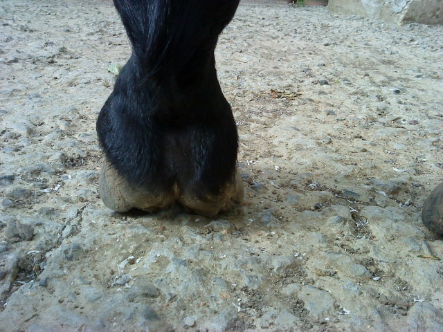 Philou: cheval pieds nus (photos) - Page 4 Abcd0171