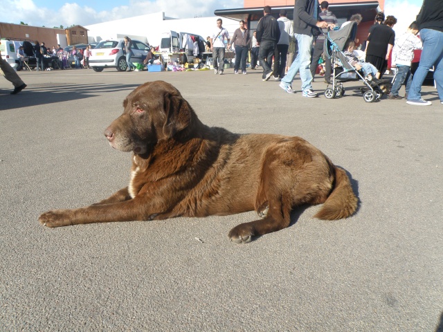 Corse : CHUCK 10ans mâle xlabrador en DANGER sur les routes de porto vecchio Choc10