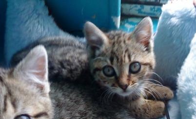 2 chatons tigrés 2 mois ECOLE CHAT CAEN (14) Gemma110