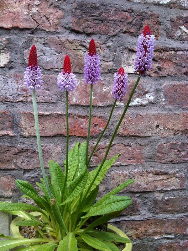 My new accent plants Img00327